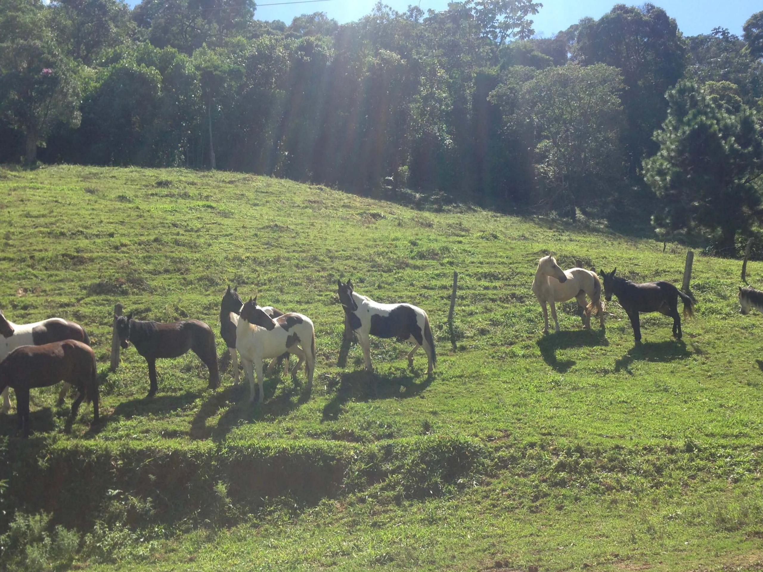 Cavalos